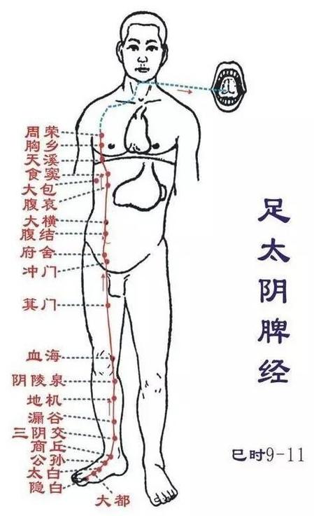 脾经经络图及走向