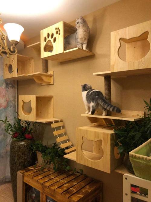 淘宝正规猫舍缩略图