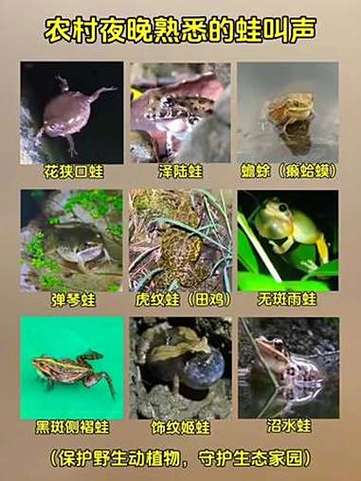 蛙的叫声专用词