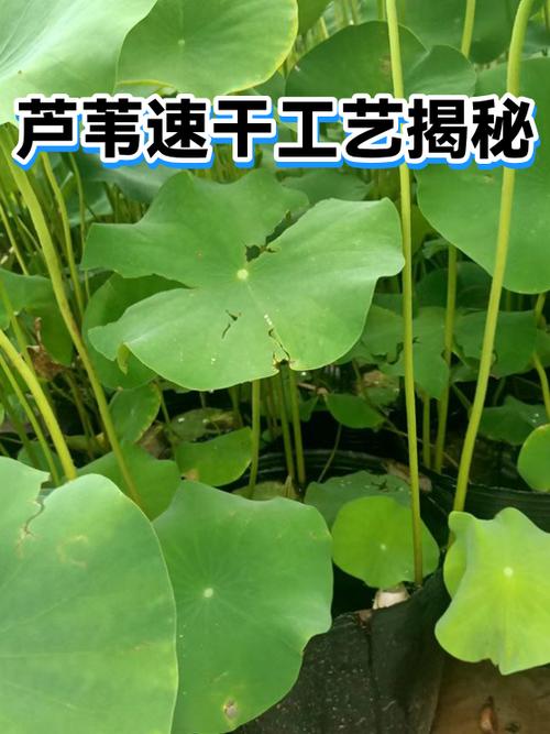 芦苇漂白方法