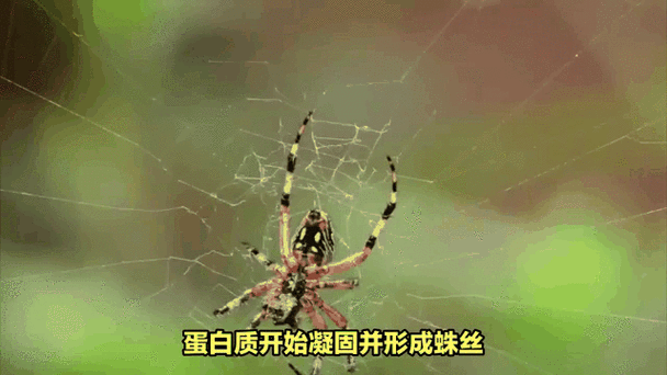 蜘蛛猴图片