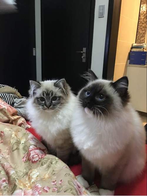 爱猫吧截图