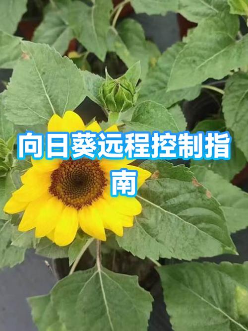 远程向日葵识别码在哪缩略图
