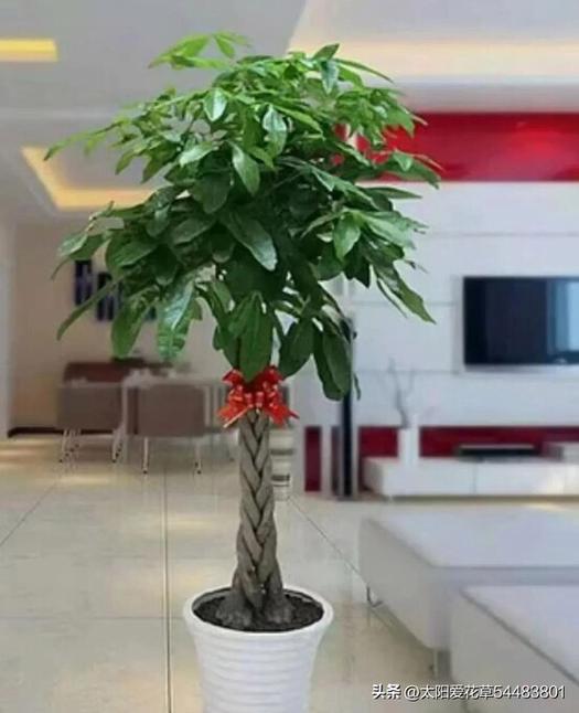 发财树怎么养才能旺盛