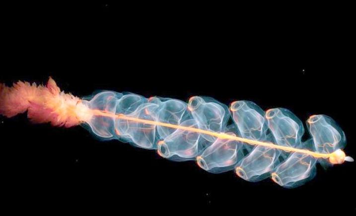 超级生物系统