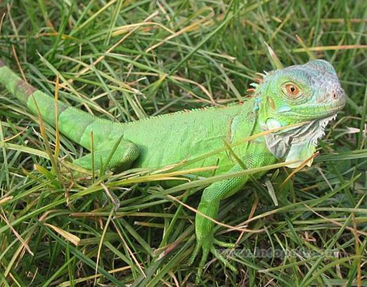 iguana是变色龙吗