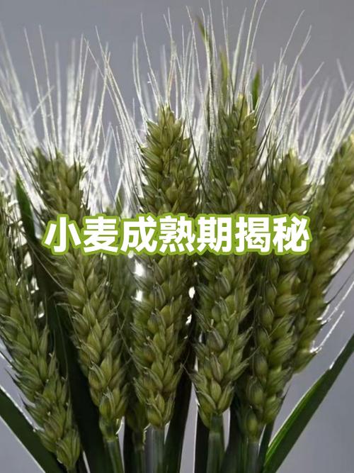 小麦勾三勾四示意图截图
