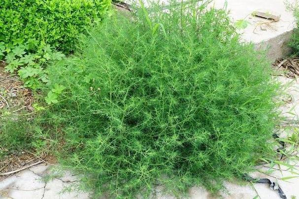 滚风草图片