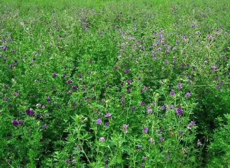 紫花苜蓿一亩几斤种子截图