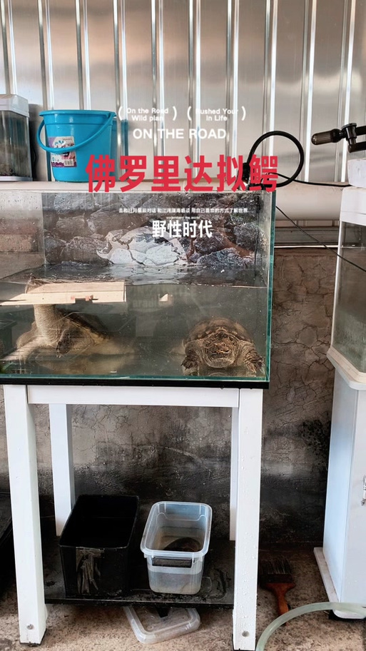 怎么驯服乌龟图标