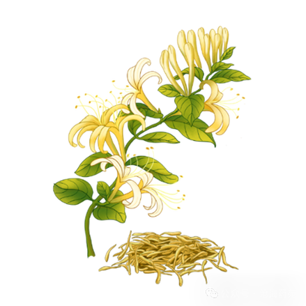 金银花又名忍冬花、双花