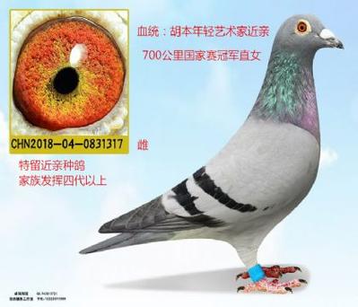 鸽网官网