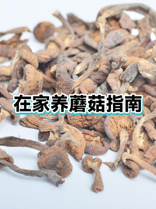 在家怎么种蘑菇游戏截图