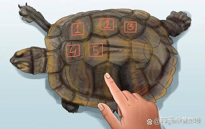 龟的年龄怎么判断