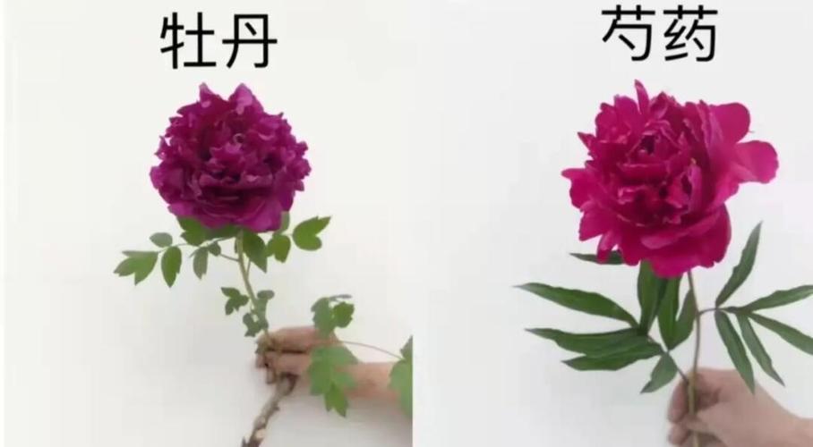 芍药和什么属相犯冲图标