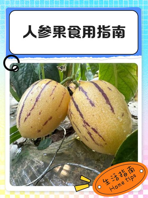 人参果的保存方法截图
