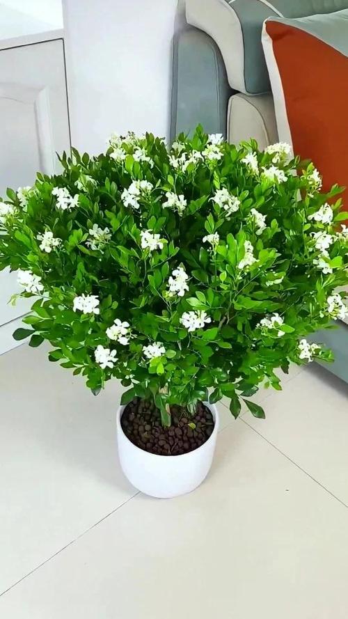 千里香花