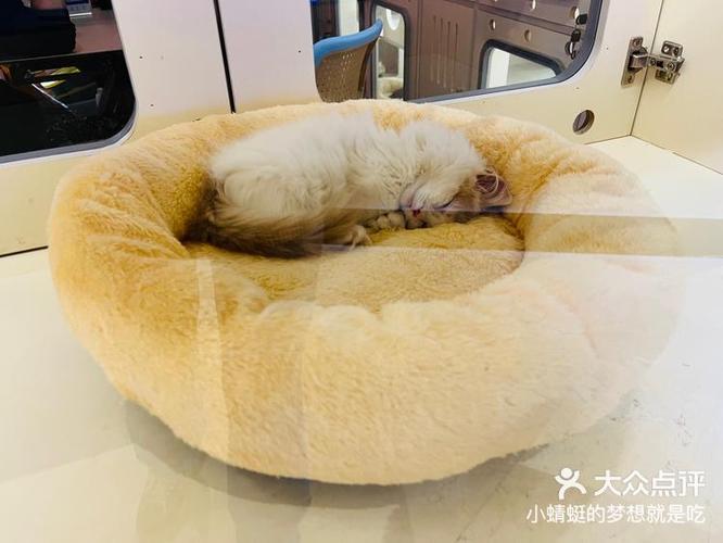 哪里可以免费领小猫