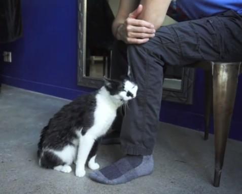 猫咪围着腿蹭来蹭去