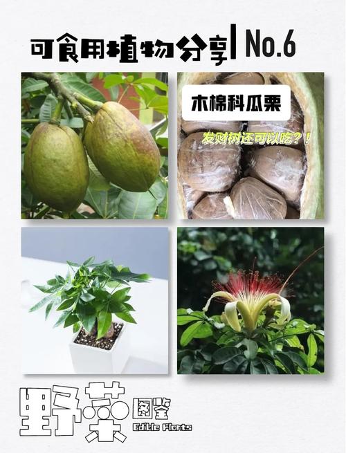 粟字取名的寓意缩略图