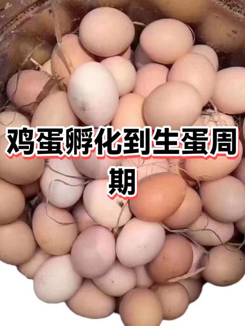 蛋生蛋是什么意思