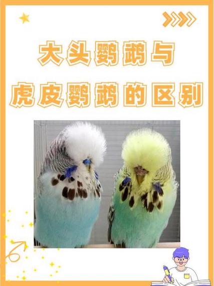 大头虎皮不爱叫么