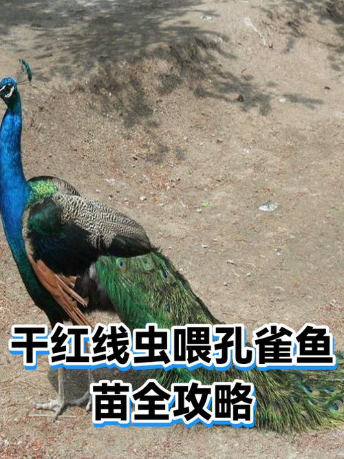 孔雀鱼吃红线虫的利弊
