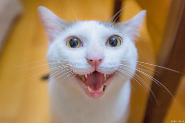 猫咪的虎牙太长缩略图