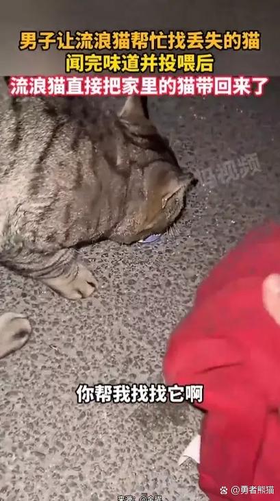 离家出走的猫会后悔吗截图