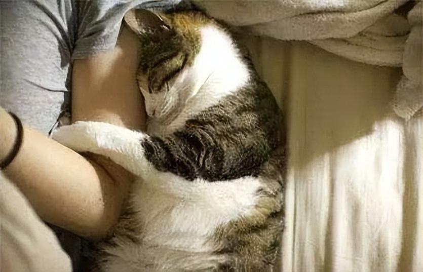 猫和人同睡会有什么问题