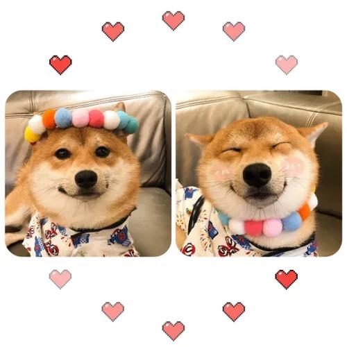 狗狗情侣头像