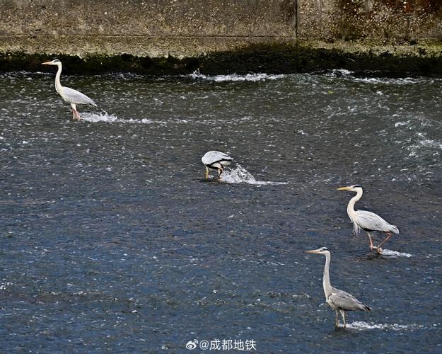 摸鱼群是干嘛的缩略图