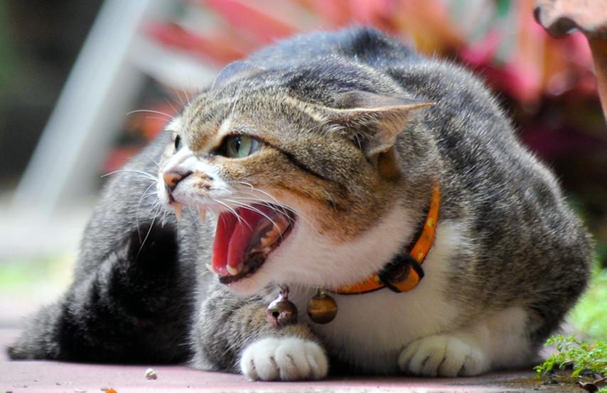 旧猫不接受新猫怎么办