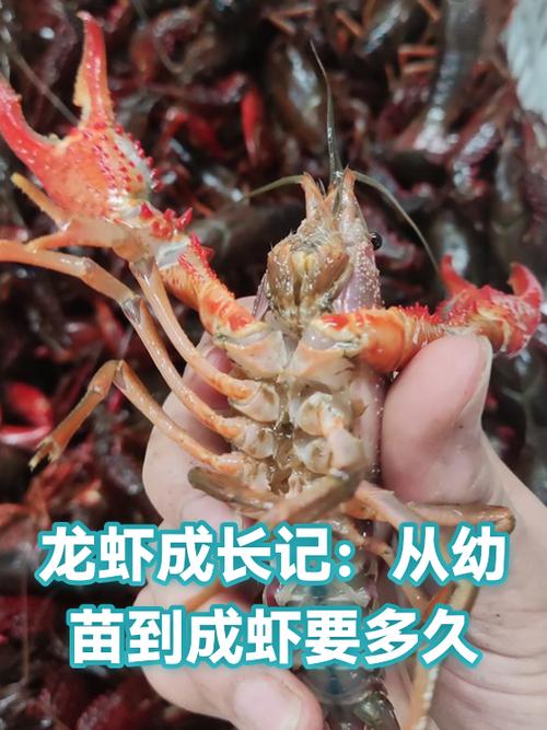 龙虾养成记缩略图