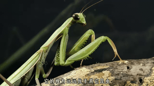 螳螂在什么地方能捉到