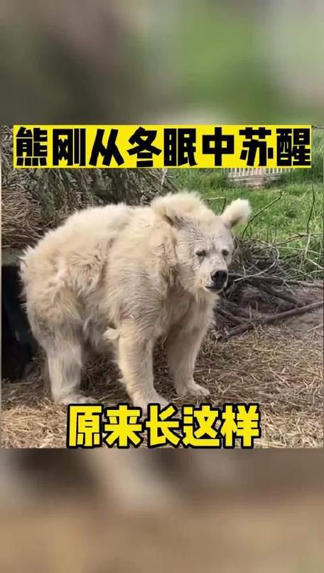 熊冬眠会醒吗