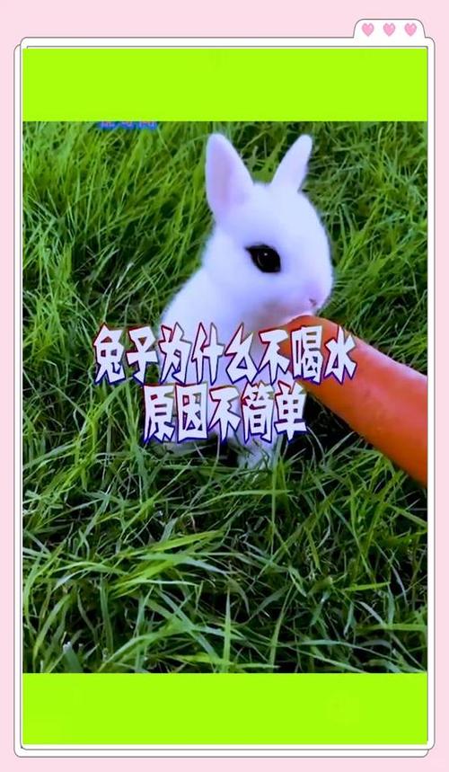 兔子用不用喂水