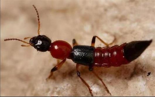 bug和worm的区别