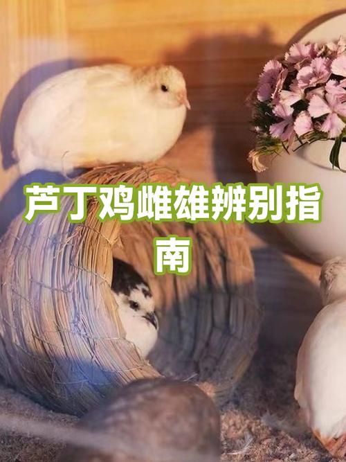芦丁鸡公母最简单辨认