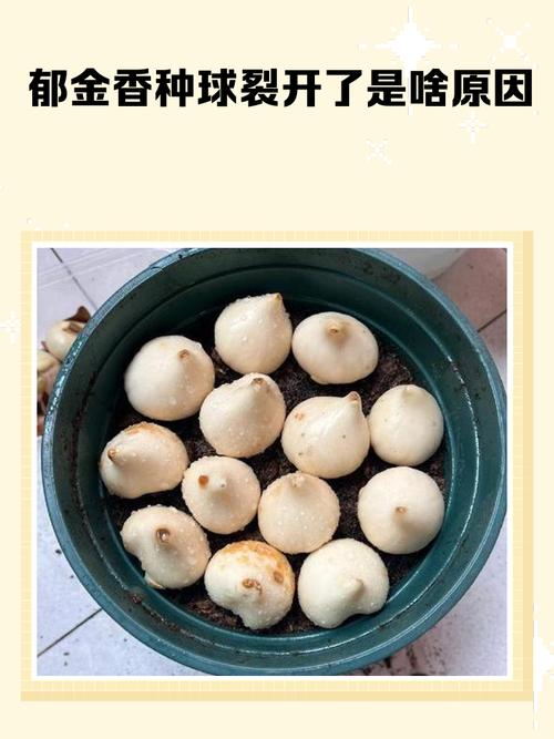 生命球为什么会裂开