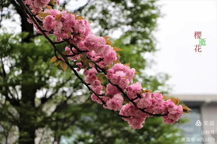 樱花逝结局图标