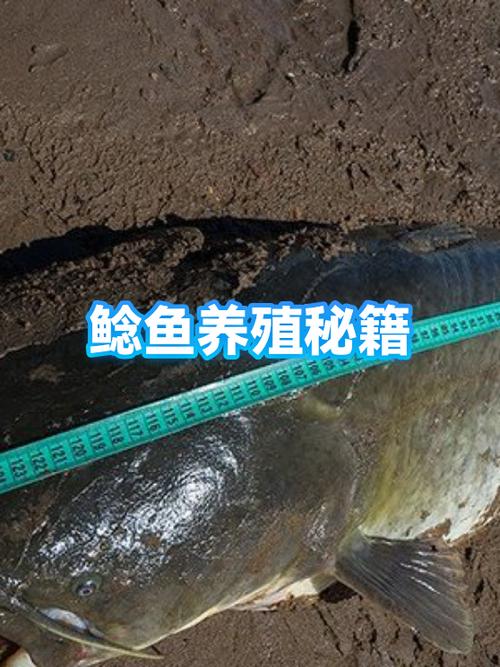 鲶鱼吃什么东西长得最快缩略图