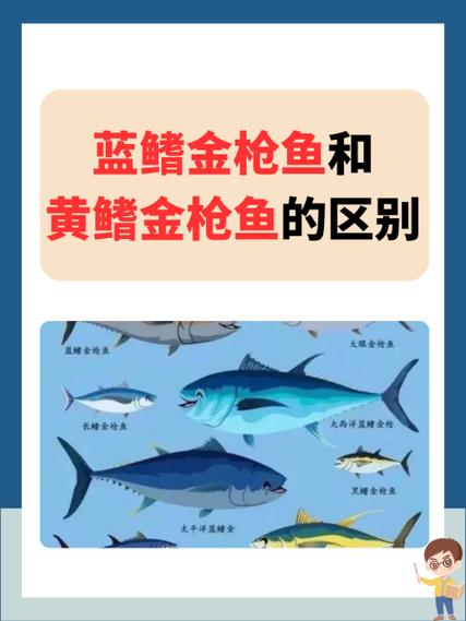蓝旗金枪鱼和黄鳍金枪鱼哪种贵