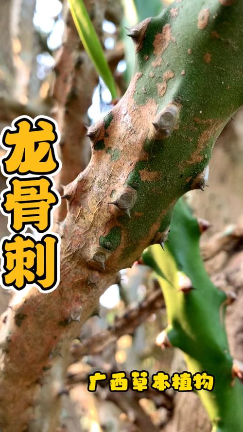 龙骨刺长什么样