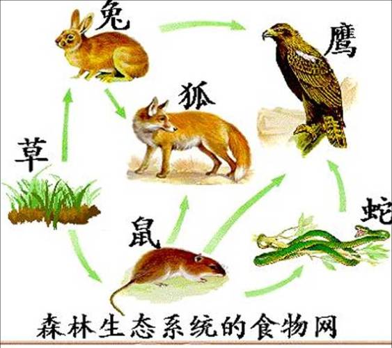 草→兔是完整的食物链吗截图