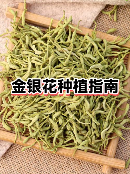 金银花最好三个品种