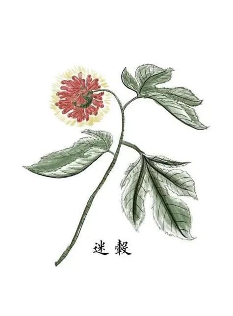 迷之花用途