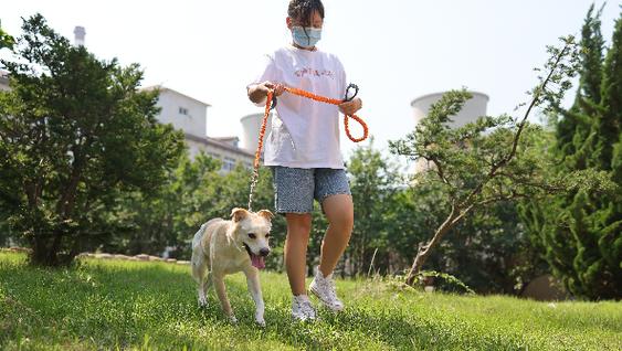 代遛狗服务多少钱呢