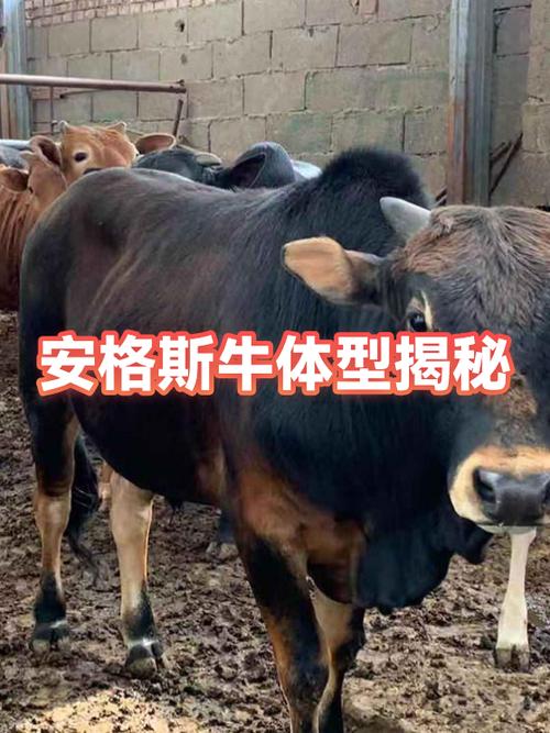 牛品种大全一览表缩略图