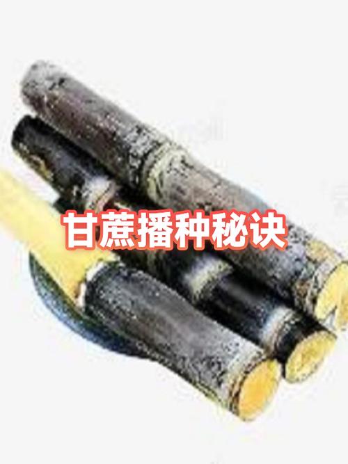 卖甘蔗的技巧和方法缩略图
